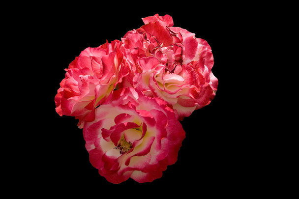 Rote Rosen - Foto, Bild