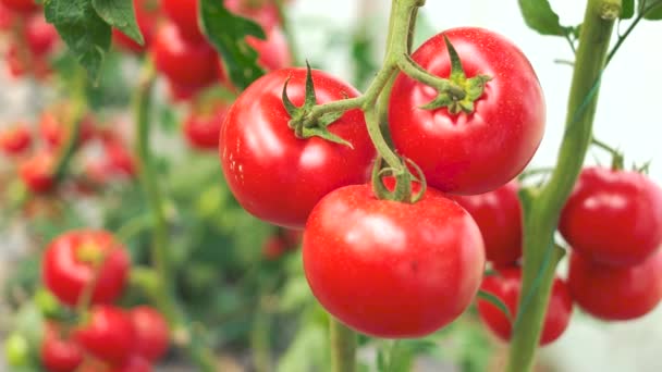 Nahaufnahme von reifen Tomaten auf grünem Zweig. - Filmmaterial, Video