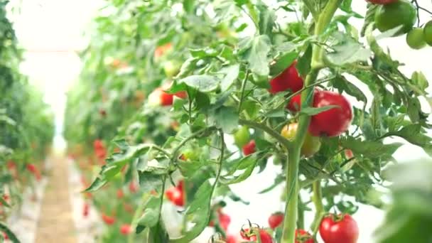 Kypsytys tomaatit puutarhassa. - Materiaali, video