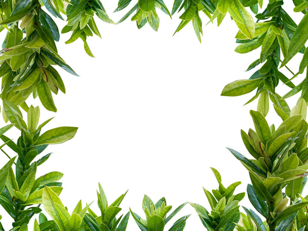 telaio della pianta isolato su sfondo bianco con percorso di ritaglio - Foto, immagini