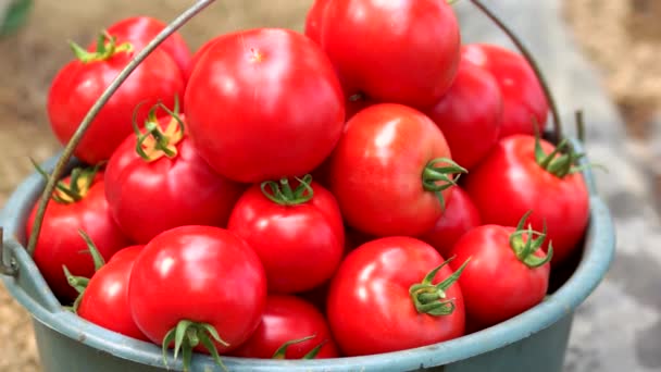 Close up van emmer vol rijpe gezonde tomaten. - Video