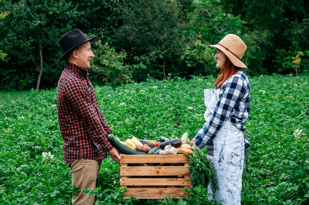 Homem e mulher agricultores em chapéus segurando legumes orgânicos frescos em uma caixa de madeira no fundo de uma horta. Copiar, espaço vazio para texto. - Foto, Imagem