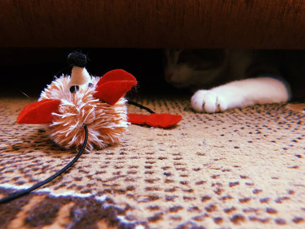 Φλάφι λευκό και γκρι γάτα κυνηγάει ένα ποντίκι παιχνίδι, κρυφοκοιτάζοντας έξω από κάτω από τον καναπέ, αστεία και παιχνιδιάρικα κατοικίδια ζώα - Φωτογραφία, εικόνα