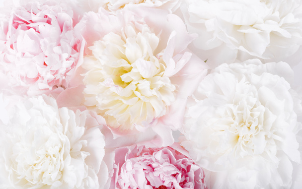 Piękne aromatyczne świeże kwitnące delikatne różowe piwonie tekstury, widok z bliska. Romantyczne tło - Zdjęcie, obraz