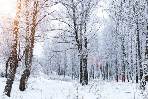 Napsugarak ragyognak keresztül hófödte nyírfa ágak egy nyírfa erdő után a hóesés egy téli napon. - Fotó, kép