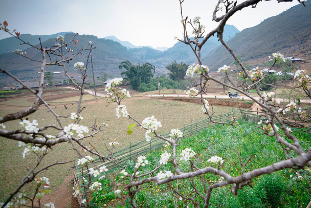 As flores florescem na primavera da aldeia - Foto, Imagem
