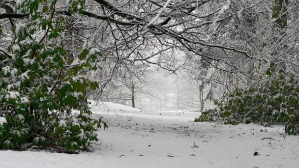Fuertes nevadas en una densa escena boscosa - Imágenes, Vídeo