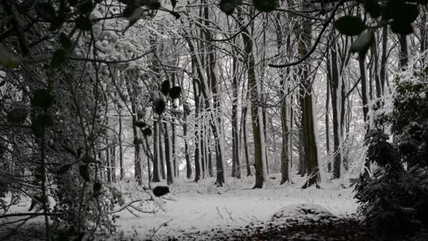 Snow covered dense woodland with snow covered branches in the foreground - Footage, Video