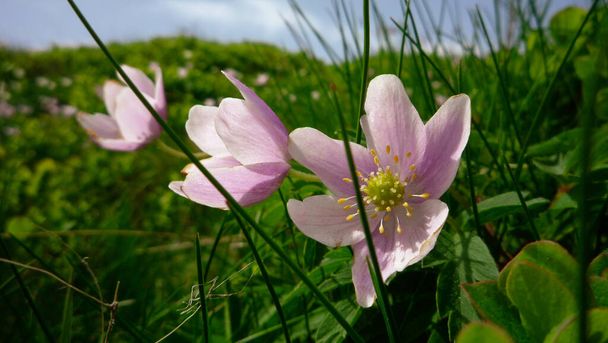 rosa flores de onagra con un corazón amarillo alineado en un prado de hierba verde - Foto, imagen