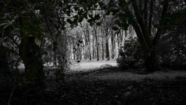 ZOOM Lento EN en el bosque denso cubierto de nieve mientras cae nieve - Imágenes, Vídeo