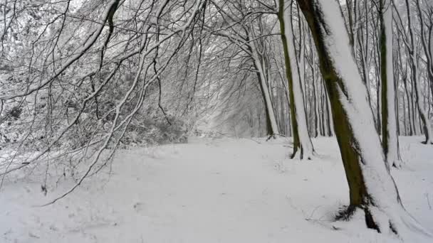 Bosque denso cubierto de nieve - Imágenes, Vídeo
