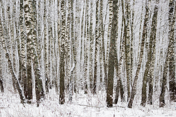 Birkenhain nach einem Schneefall an einem bewölkten Wintertag. Birkenzweige mit festsitzendem Schnee bedeckt. - Foto, Bild
