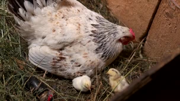Mère poule avec des poulets dans le nid. - Séquence, vidéo