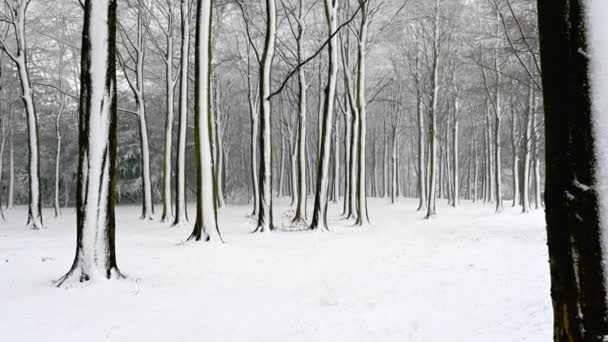 ZOOM Lento EN los árboles cubiertos de nieve durante las fuertes nevadas - Imágenes, Vídeo