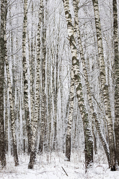 Birch grove after a snowfall on a winter cloudy day. Birch branches covered with stuck snow. - Photo, image