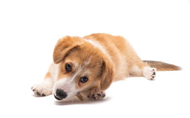 corgi puppy geïsoleerd op witte achtergrond - Foto, afbeelding