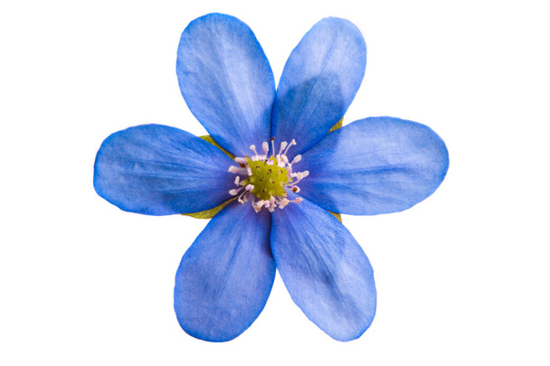 Гепатія Нобіліс - перша весняна квітка, ізольована на білому тлі. - Фото, зображення