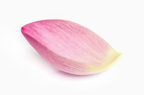 Pink lotus flower. - Fotó, kép