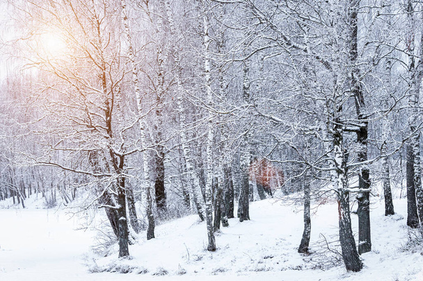Sunbeams shining through snow-covered birch branches in a birch forest after a snowfall on a winter day. - Foto, imagen