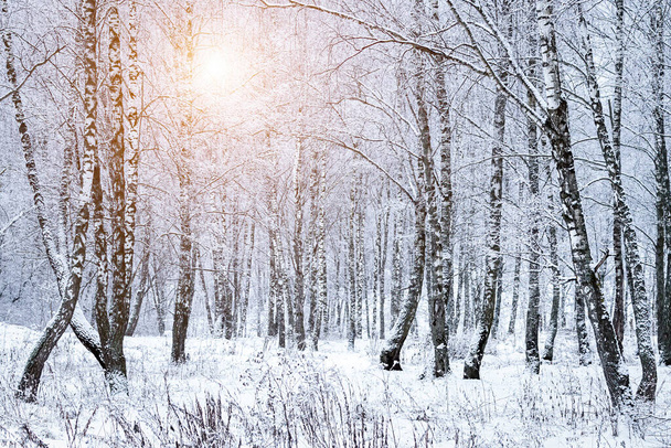 Rayos de sol brillando a través de ramas de abedul cubiertas de nieve en un bosque de abedules después de una nevada en un día de invierno. - Foto, Imagen