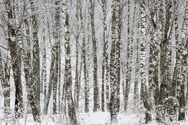 Birch grove after a snowfall on a winter cloudy day. Birch branches covered with stuck snow. - Фото, изображение