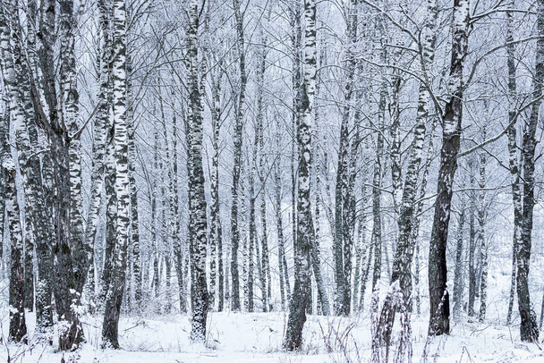 Berkenbos na een sneeuwval op een winterse bewolkte dag. Berk takken bedekt met vastgeplakte sneeuw. - Foto, afbeelding