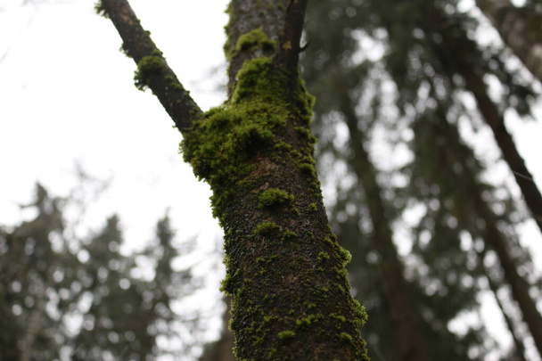 苔で覆われた倒木の幹 - 写真・画像