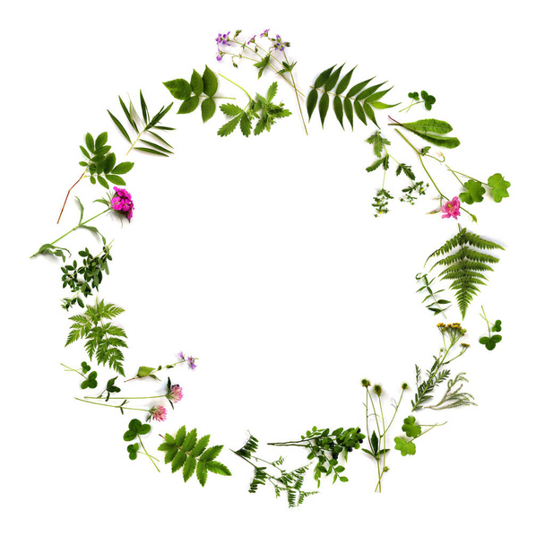 Botanical round Frame. Herbarium of various plants on a white background. Freshly cut plants. - Foto, immagini