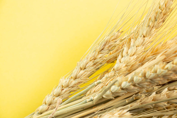 a bunch of dry spikelets lies on a yellow background close-up - Photo, Image