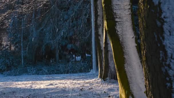 Starker Schneefall im sonnenbeschienenen Waldgebiet - Filmmaterial, Video