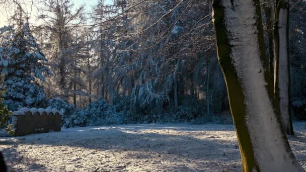 Sonnenbeschienener Schnee fällt auf eine verschneite Waldlandschaft - Filmmaterial, Video