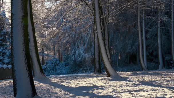 Sonnenbeschienene, schneebedeckte Waldlandschaft mit fallendem Schnee - Filmmaterial, Video
