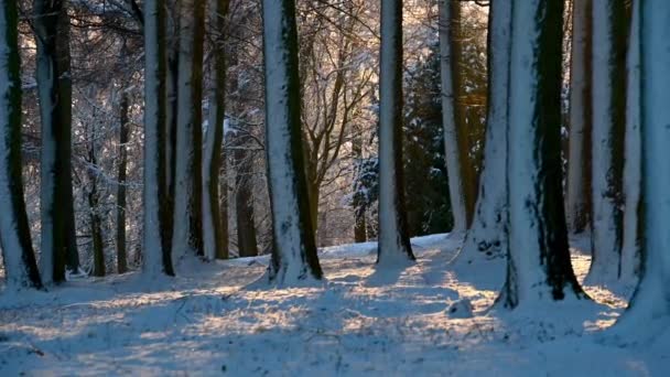 Nieve cayendo en una escena boscosa cubierta de nieve brillantemente soleada - Imágenes, Vídeo