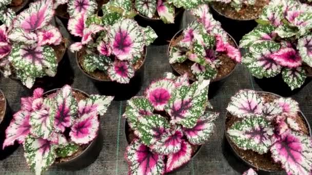  Fogliame variegato di colore verde, bianco e rosa begonia rex in vasi di fiori - Filmati, video