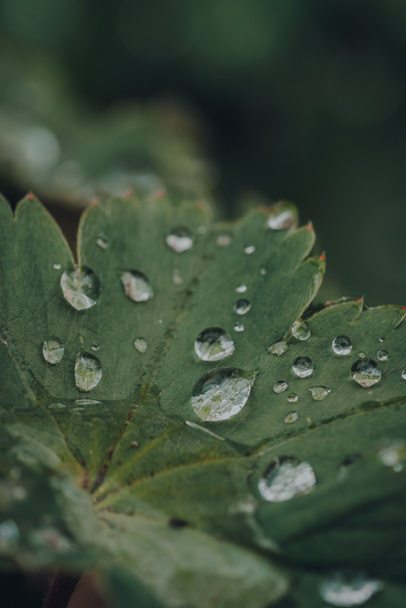 Macro shot of multiple raindrops on a green leaf of an outdoor plant, selective focus. - Fotó, kép