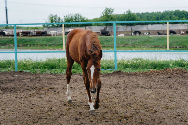 Walking a beautiful and healthy horse on the ranch. Animal husbandry and horse breeding - 写真・画像
