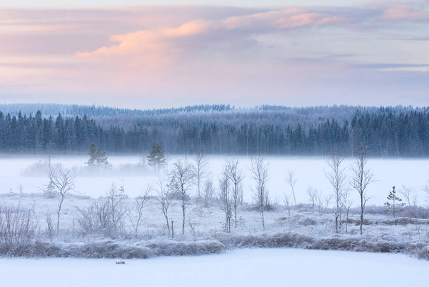 Winter landscape with frost covered trees and sedges, water vapour rising from frozen river Pielisjoki, Finland - Photo, Image