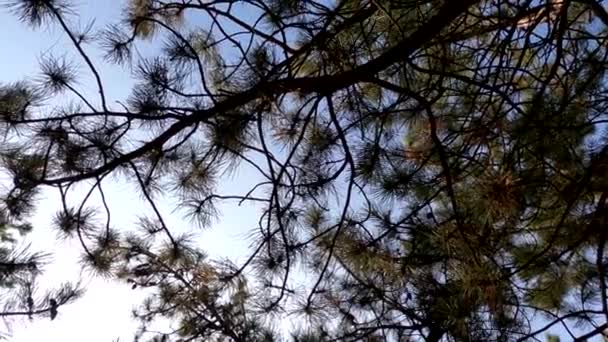 хвойные зеленые деревья против неба в солнечный день - Кадры, видео