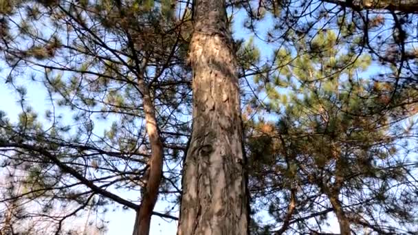 iglaste zielone drzewa przeciwko niebu w słoneczny dzień - Materiał filmowy, wideo