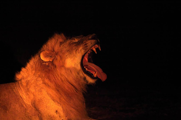 Egy oroszlán hím (Panthera leo) fekszik a száraz legelőn, és keresi a maradék büszkeségét a sötét éjszakában. Oroszlán hím üvölt, nyitott szájú, nagy fogú. Zambia,  - Fotó, kép