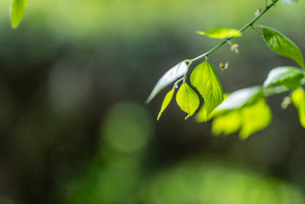 Вид природы на зеленые листья на размытом зеленом фоне в саду и солнечный свет с использованием в качестве фона естественного ландшафта зеленых растений, экология, концепция свежих обоев. Отдых, мирная природа - Фото, изображение