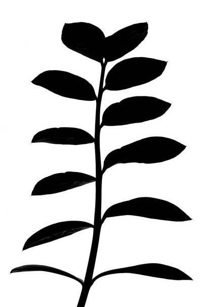 Musta siluetti Zamioculcas zamiifolia kasvi valkoisella pohjalla - Valokuva, kuva