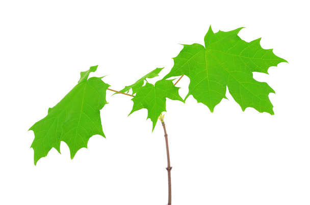 Maple leaves isolated on white background - Zdjęcie, obraz