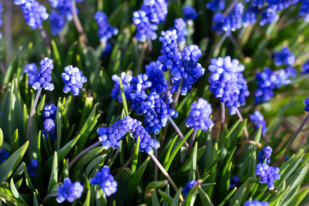 Гіацинт синього винограду. Квіти Мускарі у весняному саду. Перші блакитні струмки закриваються.. - Фото, зображення