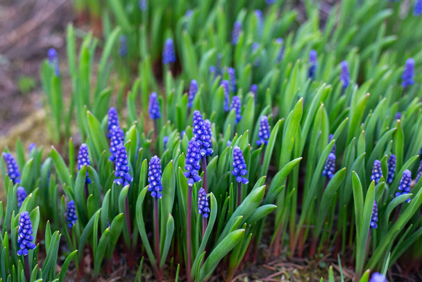 Jacinto de uva azul. Flores Muscari en jardín de primavera. Primeras flores azules de primavera de cerca. - Foto, Imagen