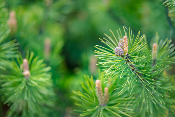Closeup of pines hanging from the branch of a pine tree. Blurred tundra nature - Photo, Image