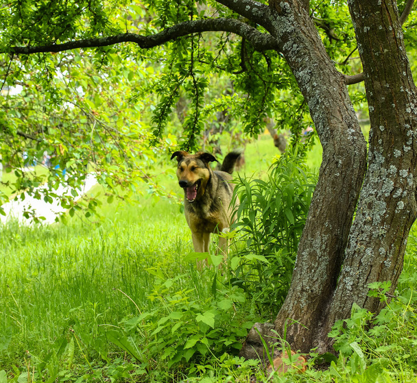 Un perro marrón sin hogar bosteza en la hierba alta en un jardín despejando en un día de primavera - Foto, Imagen
