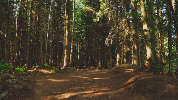 Paisaje tonificado de bosque de pinos viejos y sendero naroow en las montañas - Foto, Imagen