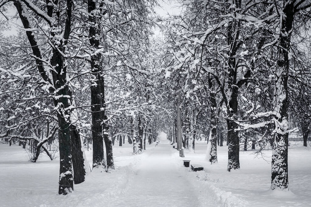 Зима в міському парку. Снігові алеї
 - Фото, зображення