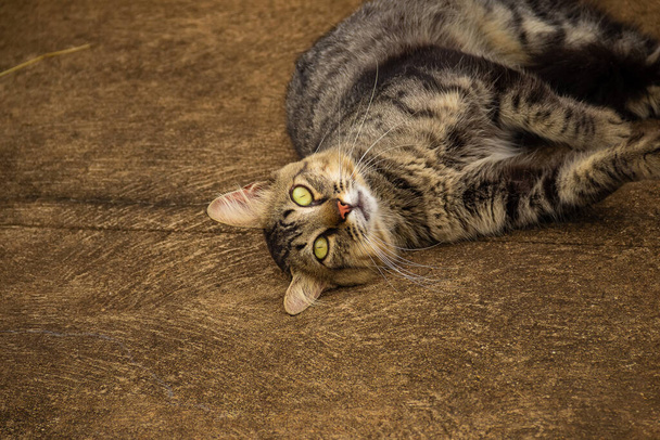 gato Tabby acostado en el suelo de cemento. - Foto, imagen